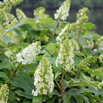 Gatsby Gal® Oakleaf Hydrangea 3-5G