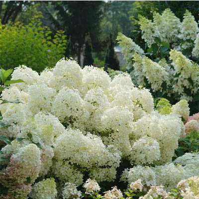 Puffer Fish® Panicle Hydrangea 3-5G