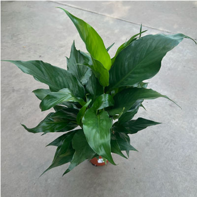 SPATHIPHYLLUM 4"