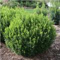 Sprinter® Boxwood 21"