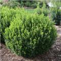 Sprinter® Boxwood (21")