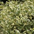 Variegated English Cone Boxwood 30"