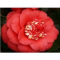 CAMELLIA, APRIL TRYST 3-5 GAL