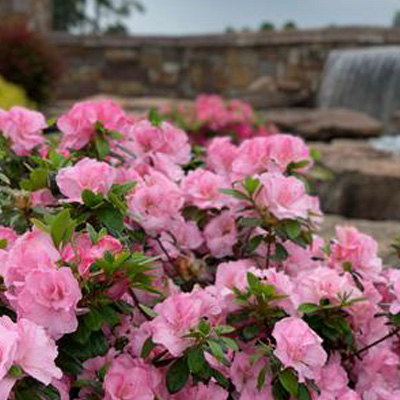 Pink Snowcap Reblooming Azalea