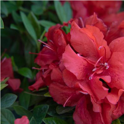 Ruby Starburst Reblooming Azalea