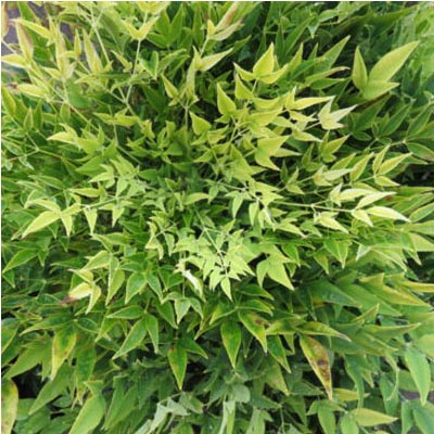 NANDINA, COOL GLOW LIME 2 GAL