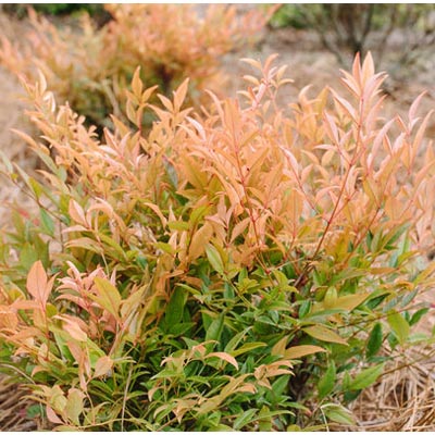 NANDINA, COOL GLOW PEACH 2 GAL