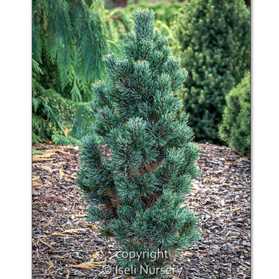 Bristlecone Horstmann Pine 5G