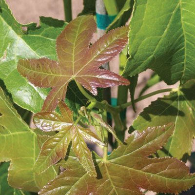 SWEETGUM, HAPPIDAZE 2"