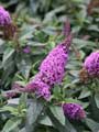 Pugster Periwinkle® Butterfly Bush  2G