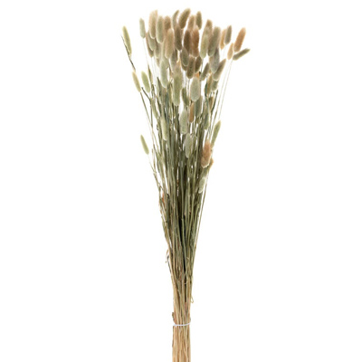 Dried Wheat Grass Bundle