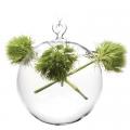 TERRARIUM, GLASS HANG MED SPHERE