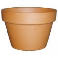 Azalea Terracotta Pot 6 Inch