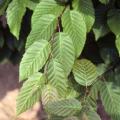 HORNBEAM, AMERICAN 2"