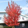 MAPLE, SUN VALLEY 2.5"