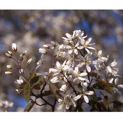 Autumn Brilliance Serviceberry Tree | Suburban Lawn & Garden