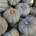 Australian Blue Pumpkins