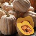 Autumn Frost Pumpkin