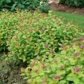 SPIREA, DOUBLE PLAY DOLLY 2 GAL