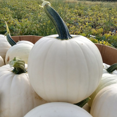 Blanco Pumpkin