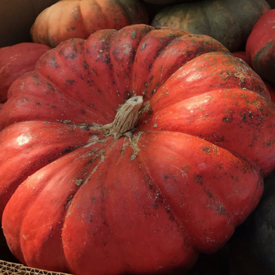 Cinderella Pumpkin