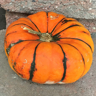 Golden Butta Bowl Pumpkin