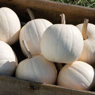 Snow Ball Pumpkin