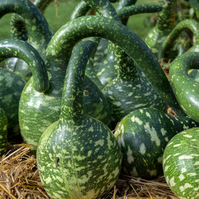 Swan Gourd