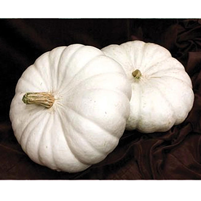 White Flat Pumpkin