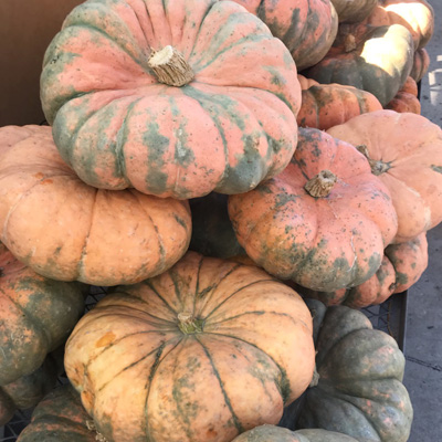 PUMPKINS AND GOURDS