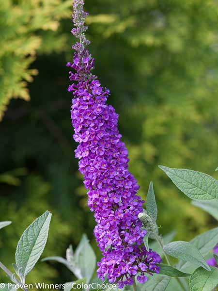 BUTTERFLY BUSH, MISS VIOLET 2 G