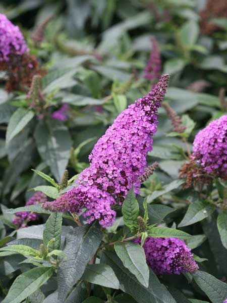 Pugster Periwinkle® Butterfly Bush  2G