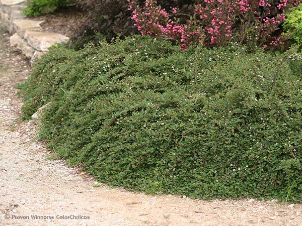 COTONEASTER, LITTLE DIPPER 2 GAL