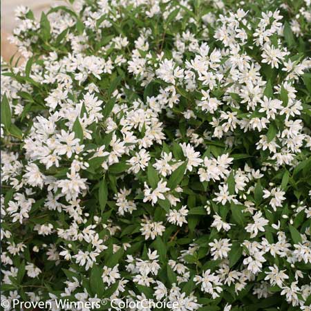 DEUTZIA, YUKI SNOWFLAKE 3-5 GAL