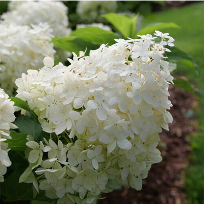 Puffer Fish® Panicle Hydrangea 2G