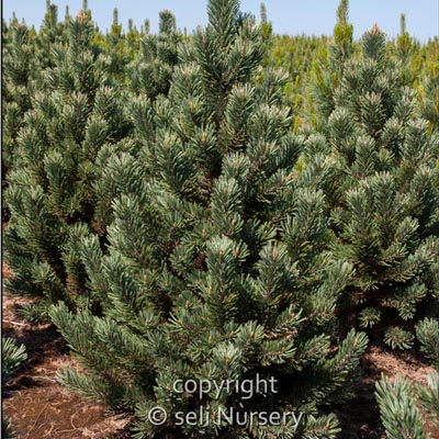 Formal Form Bristlecone Pine 5G