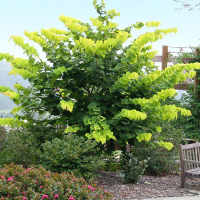 REDBUD, HEARTS OF GOLD 7 GALLON