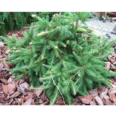 SPRUCE, PUSCH 6-7G