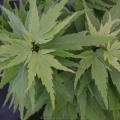 MAPLE, JAPANESE HUPP'S DWARF 18-24"