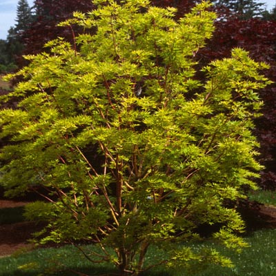 MAPLE, JAP. SUNRISE 5'