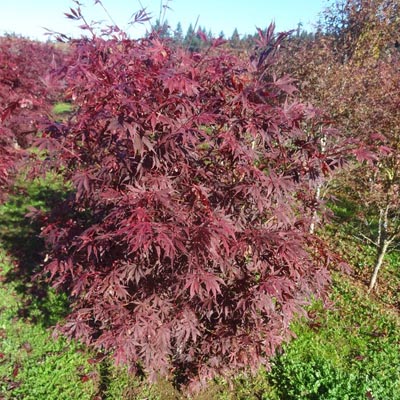 MAPLE, JAPANESE SUMINAGASHI 5'