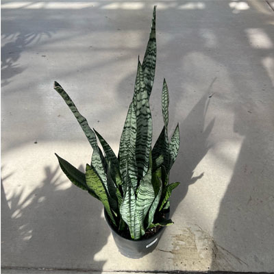 SANSEVIERIA ZEYLANICA 10'