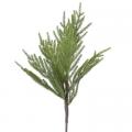 Fir Pine Branch