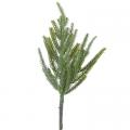 Fir Pine Branch