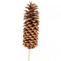 Natural Sugar Pine Cone