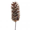 White Tipped Sugar Pine Cones