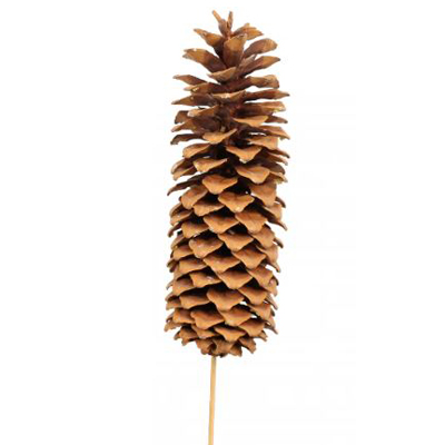 Natural Sugar Pine Cone