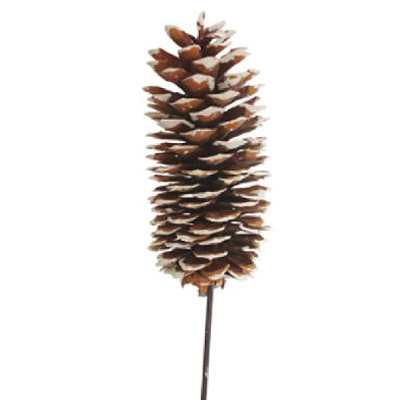 White Tipped Sugar Pine Cones