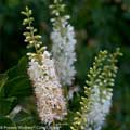 Vanilla Spice Clethra 3-5G
