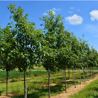 Chinquapin Oak (2.5")